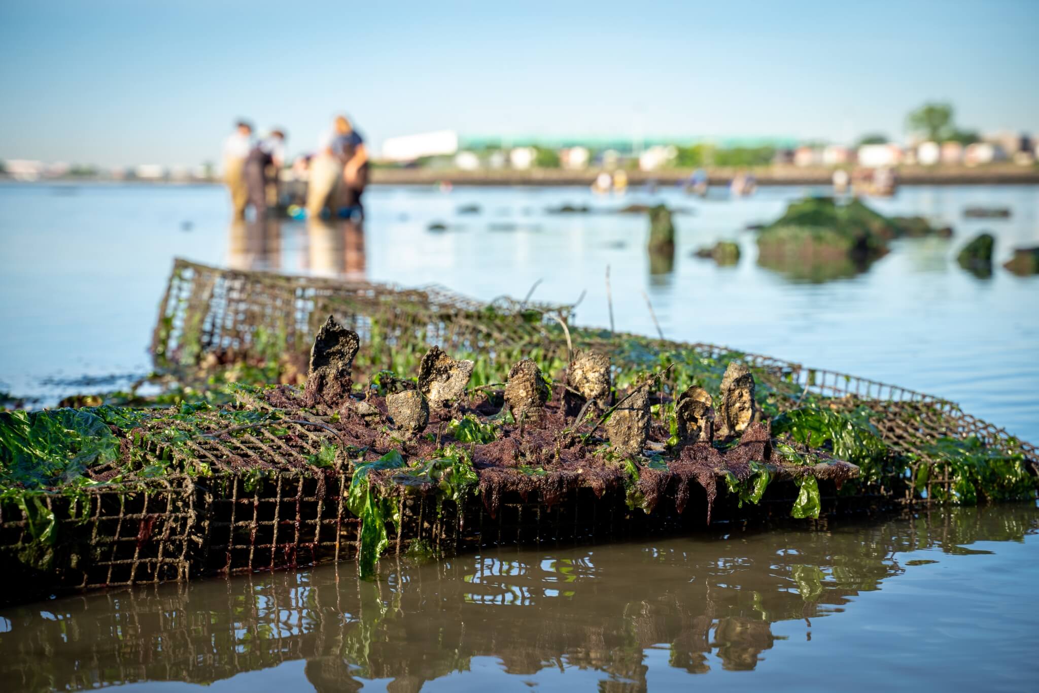 Oysters in a mesh metal cage on the New York City Shoreline